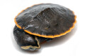 Emydura subglobosa juvenil